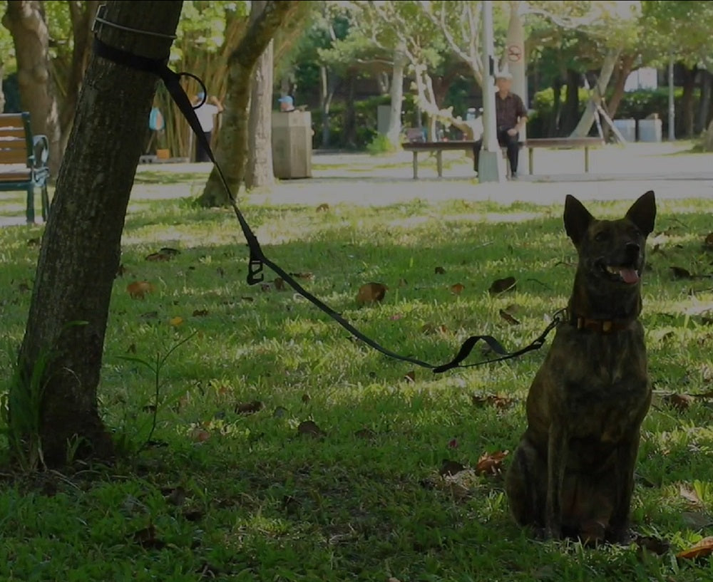 DUO+ 澳洲設計聰明狗用牽繩